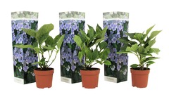 Set de 3 hortensia teller  bleu - pot ⌀9cm - h.25-40cm (hauteur pot incluse)