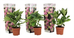 Set de 3 hortensia rose - pot ⌀9cm - h.25-40cm (hauteur pot incluse)