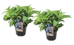 Set de 2 hortensias summerglow - pot ⌀19cm - h.25-40cm (hauteur pot incluse)