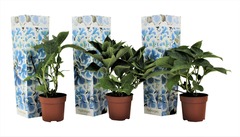 Set de 3 hortensia Bicolor bleu - pot ⌀9cm - h.25-40cm (hauteur pot incluse)