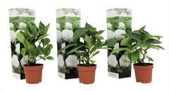 Set de 3 hortensia blanc - pot ⌀9cm - h.25-40cm (hauteur pot incluse)