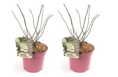 Set de 2 hortensias confetti - pot ⌀19 cm - h. 25-40cm (hauteur pot incluse)