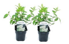 Set de 2 hortensias grandiflora - pot ⌀17cm - h.30-40cm (hauteur pot incluse)