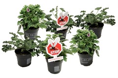 Set de 6 geraniums antimoustiques- pot ⌀10.5cm - h.20-30cm (hauteur pot incluse)
