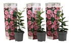 Set de 3 dipladenia rose - pot ⌀9cm - h.25-40cm (hauteur pot incluse)