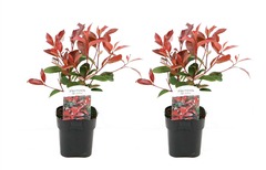 Set de 2 photinia red robin - pot ⌀17cm - h.30-40cm (hauteur pot incluse)