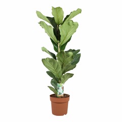 Ficus lyrata - pot ⌀21cm - h.70-80cm (hauteur pot incluse)