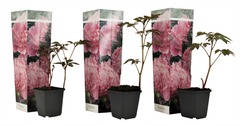 Set de 3 pivoine rose - pot ⌀9cm - h.25-40cm (hauteur pot incluse)
