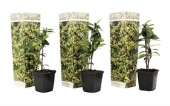 Set de 3 jasmin jaune - pot ⌀9cm - h.25-40cm (hauteur pot incluse)