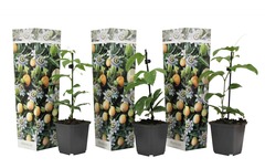 Set de 3 passiflora - edulis - pot ⌀9cm - h.25-40cm (hauteur pot incluse)