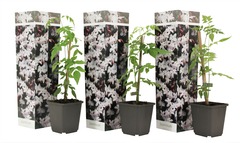 Set de 3 jasmin officinale - pot ⌀9cm - h.25-40cm (hauteur pot incluse)