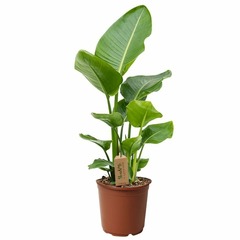 Strelitzia nicolai - pot ⌀17cm - h.55-70cm (hauteur pot incluse)