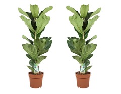 Set de 2 Ficus Lyrata - pot ⌀21cm - h.90-110cm (hauteur pot incluse)