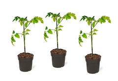 Set de 3 plants de tomates - pot ⌀10.5cm - h.20-30cm (hauteur pot incluse)