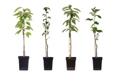 Assorti de 4 arbres fruitiers - pot ⌀9cm - h.60-70cm (hauteur pot incluse)