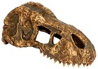 Cachette t-rex skull small