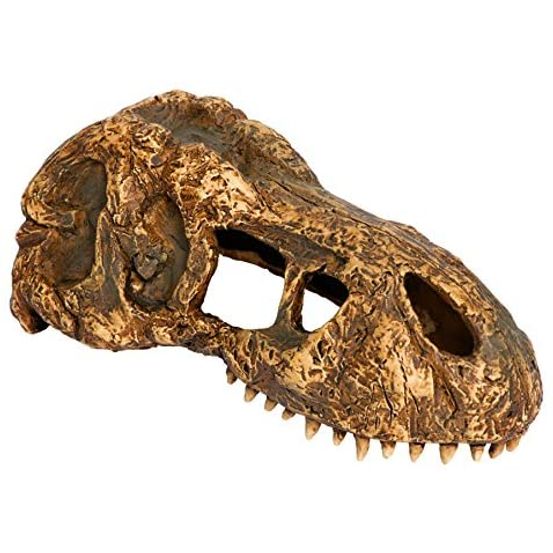 Cachette t-rex skull small