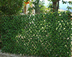 Treillis osier feuilles jasmin petites feuilles 1m x 2m