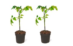 Set de 2 plants tomate-pomme de terres-pot ⌀10.5cm-h.25-40cm (hauteur pot incl.)