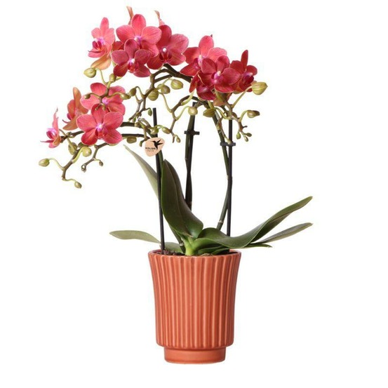 Orchidée phalaenopsis congo rouge et son pot rétro terre cuite - hauteur 35cm