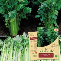 Celeri-branche tall utah bio