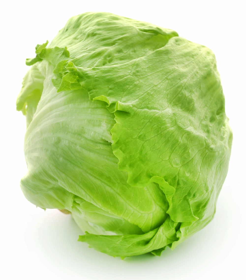 150 graines de laitue iceberg - semisauvage permaculture