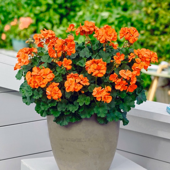 3 géraniums oranges - les 3 pots / ø 10.5cm