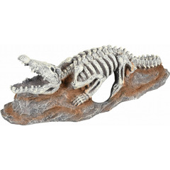 Squelette crocodile, skelo, taille:  20 x 8 x 6 cm. Décoration aquarium