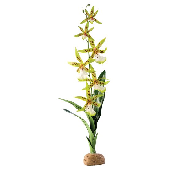 Plante de décoration orchidee