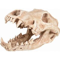 Crâne prédateur animaux, taille 24 x 13 x 13 cm,  décoration aquarium