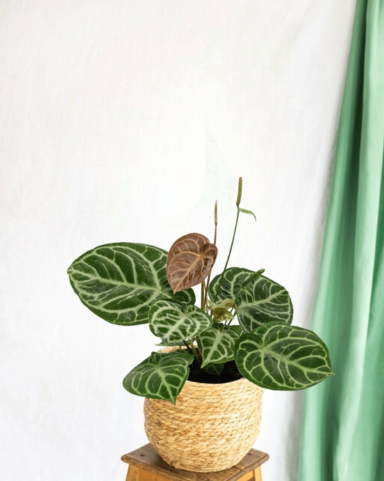 Plante d'intérieur - anthurium crystallium hybride compact 40cm - plante d'intérieur 40cm