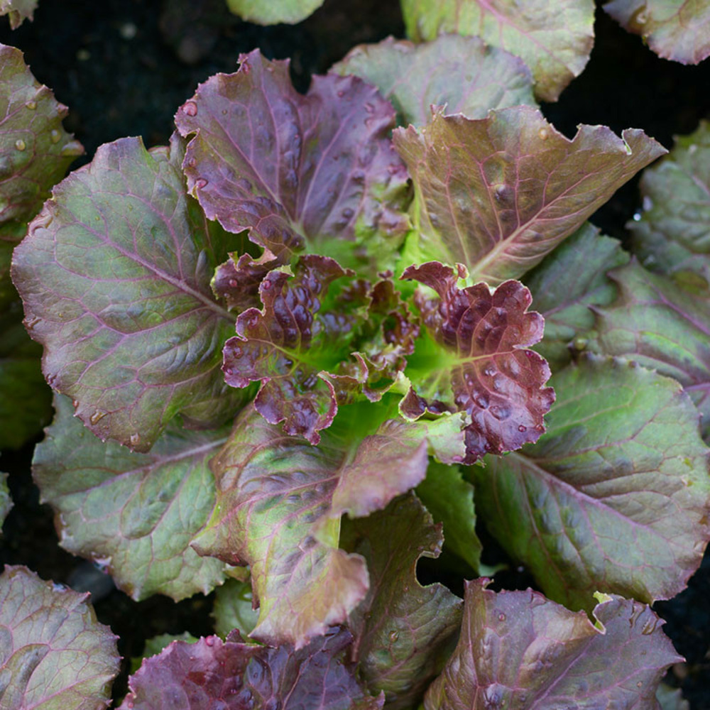 6 plants en motte batavia rouge bocado