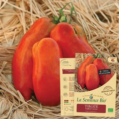 Tomate andine cornue bio