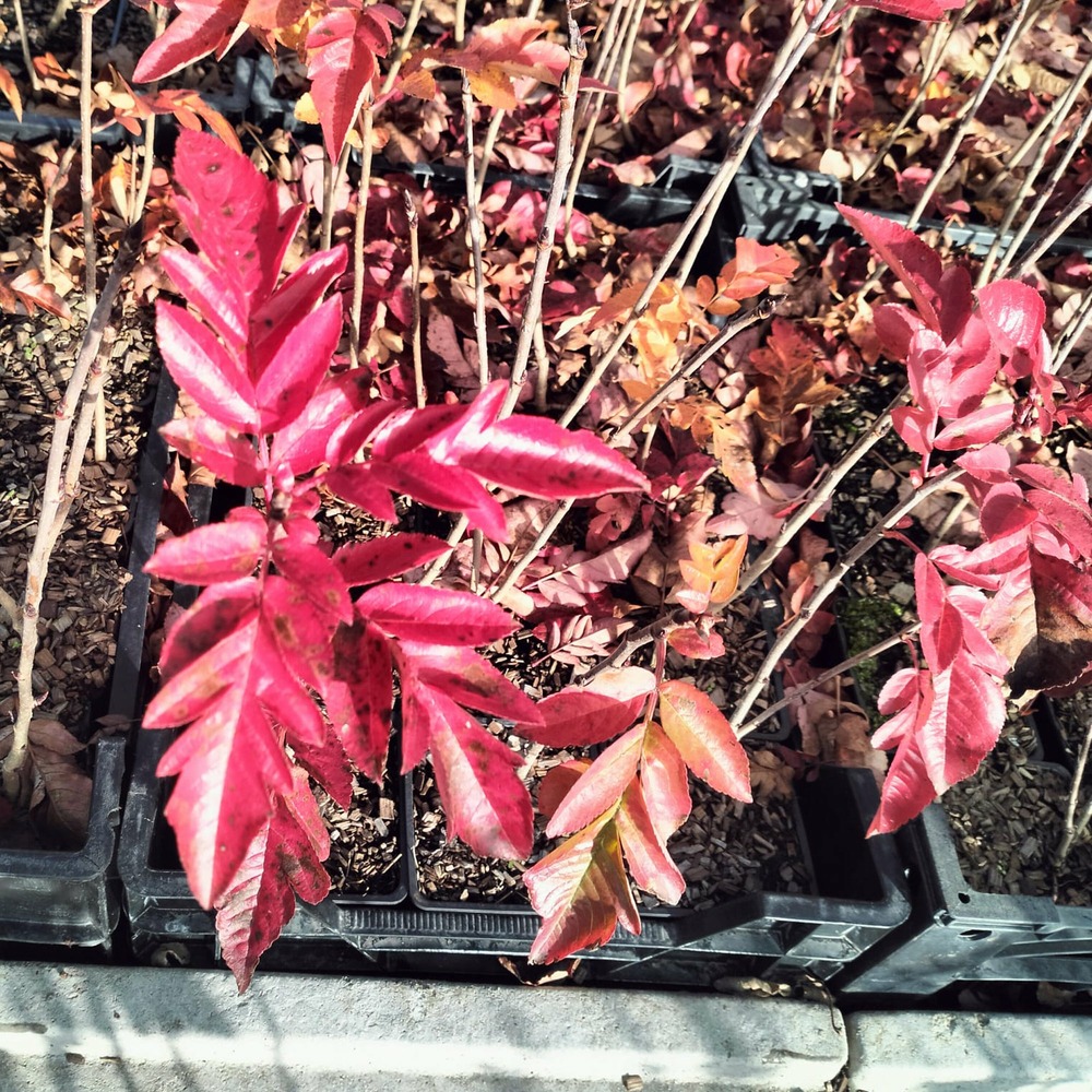 Sorbier burka à gros fruits - le pot / ø 9cm / hauteur livrée 10-15cm