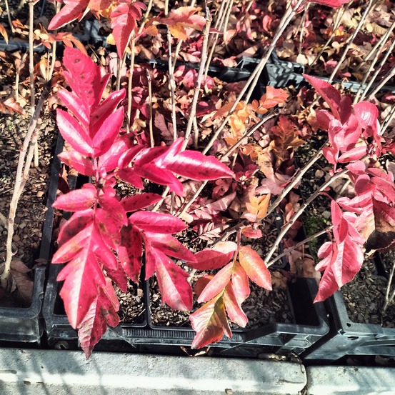 Sorbier burka à gros fruits - le pot / ø 9cm / hauteur livrée 10-15cm