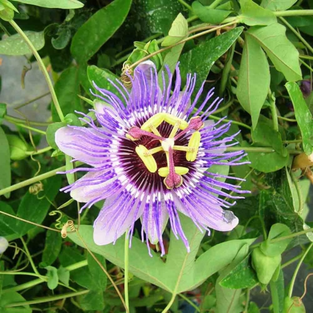 Passiflore, fleur de la passion 'purple haze' pot de 2l/3l