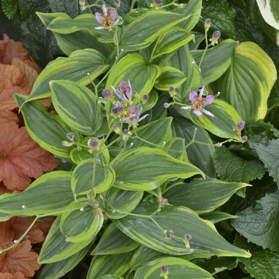 Lis orchidée autumn glow, tricyrtis lot de 9 godets