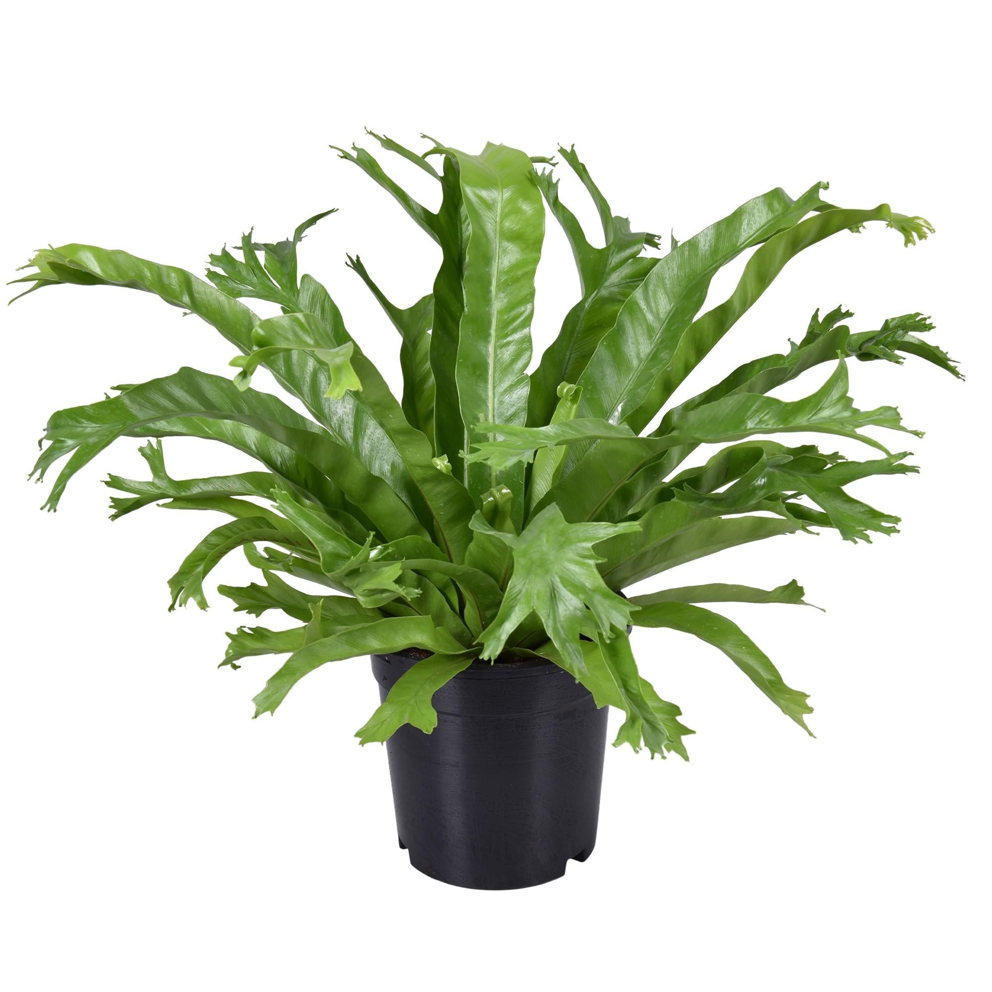 Plante d'intérieur - asplenium 'crissie' 40.0cm
