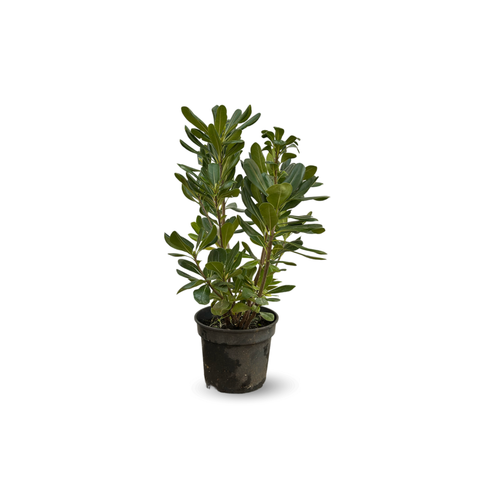 Pittosporum tobira - plantes de haies - ↕ 50-60 cm - ⌀ 20 cm - plante d'extérieur