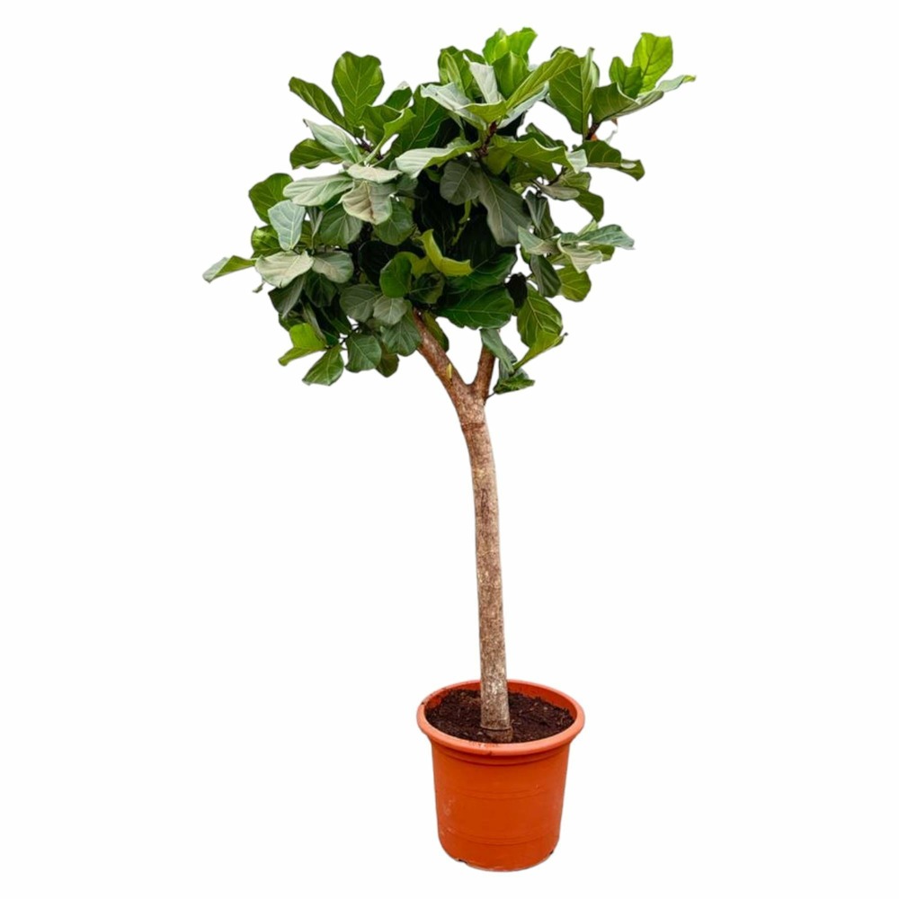 Ficus lyrata arbre xxxl - h230 cm - ø42 cm