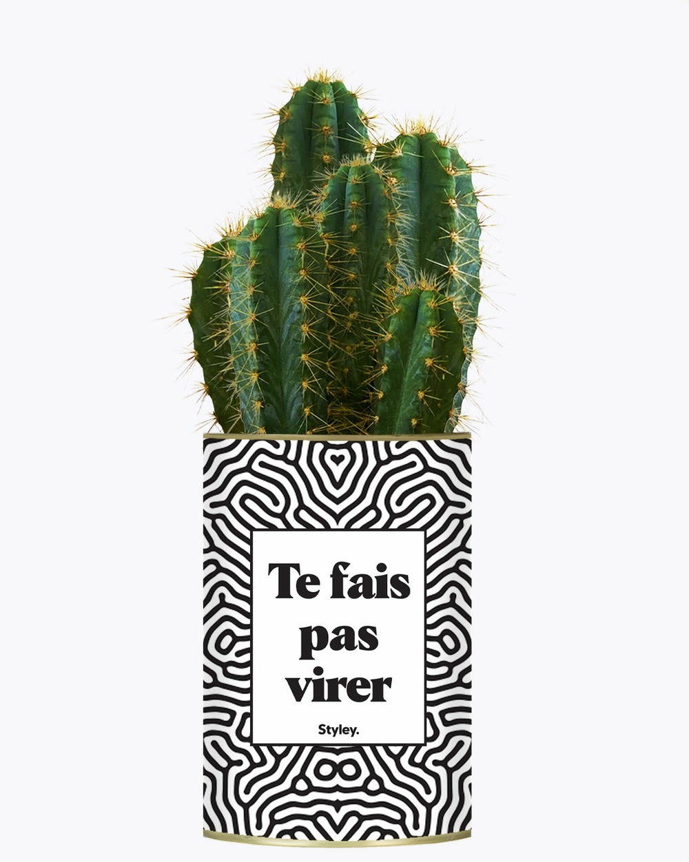 Plante personnalisée - te fais pas virer - cactus