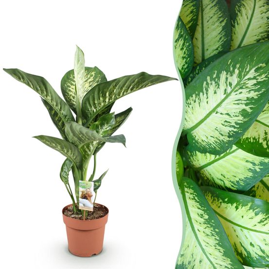 Diefenbachia tropic snow - dieffenbachia - pot de 21cm - hauteur 90-100cm - plantes d'intérieur