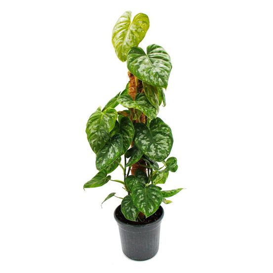 Philodendron brandtianum 'silver' - plante grimpante insolite sur tige de mousse - hauteur env. 80cm - pot 16cm