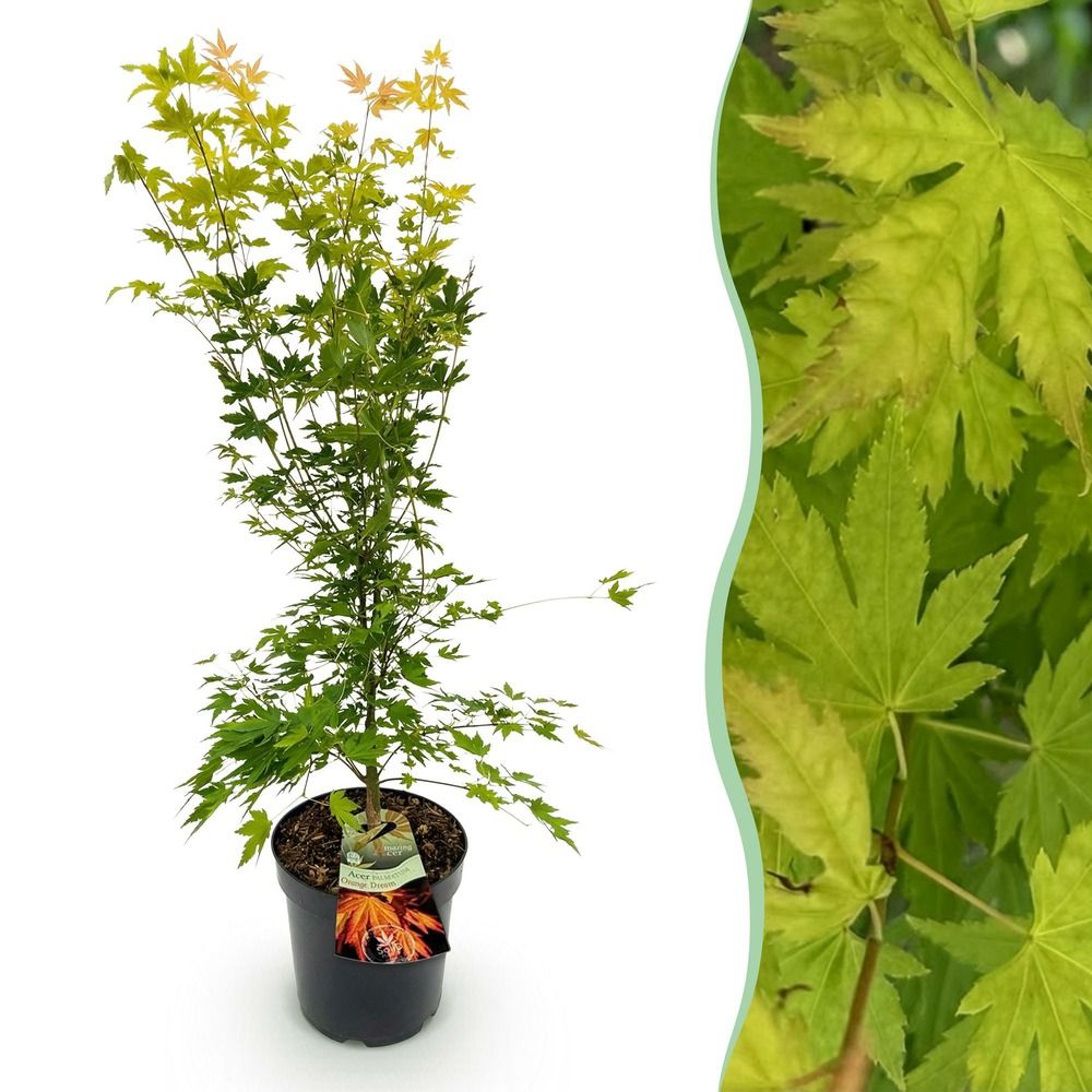 Érable du japon 'orange dream' - pot 26 cm - hauteur 90 cm
