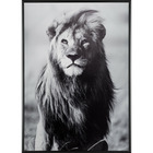 Toile imprimée encadrée "ambiance exotique" 50 x 70 cm atmosphera -lion