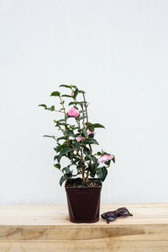 Camélia 'plantation pink' - pot de 4 litres