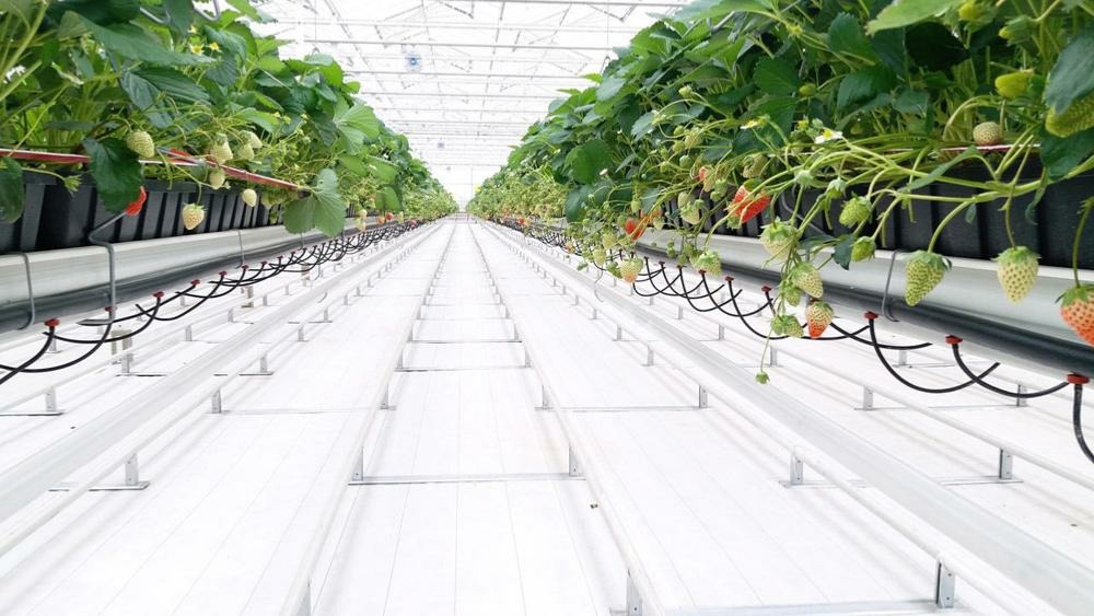 Toile de paillage blanche 100 gr/m² - 5,25 x 100 ml