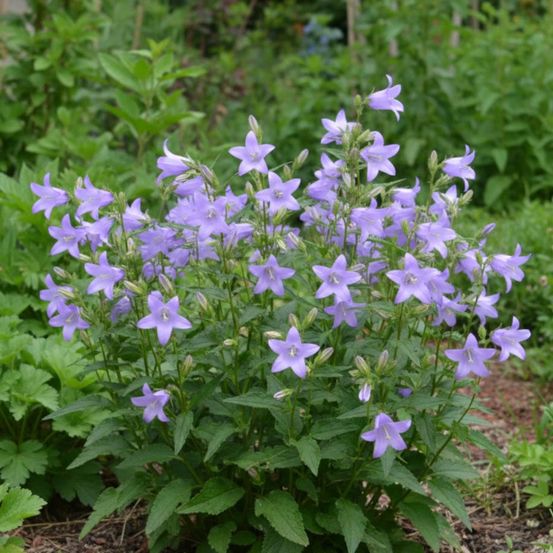Campanule gantelée lot de 9 godets