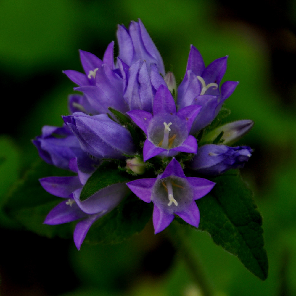 Campanule à bouquets 'acaulis' godet de 8/9 cm