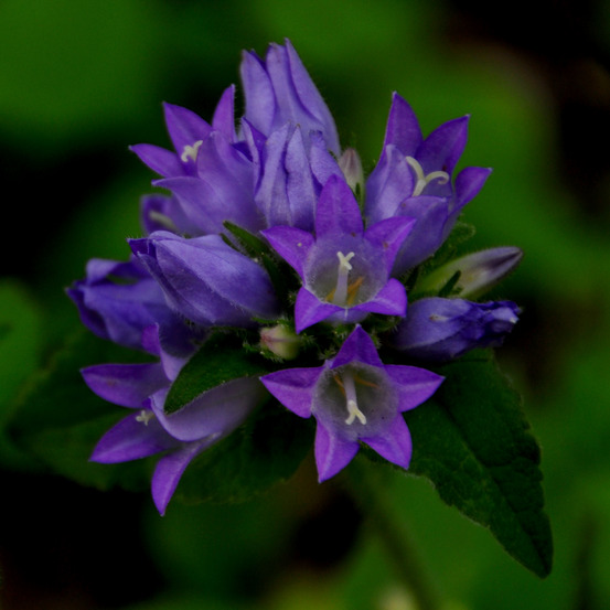 Campanule à bouquets 'acaulis' godet de 8/9 cm